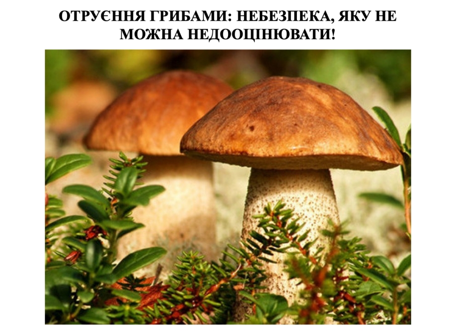 ОТРУЄННЯ ГРИБАМИ: НЕБЕЗПЕКА, ЯКУ НЕ МОЖНА НЕДООЦІНЮВАТИ!